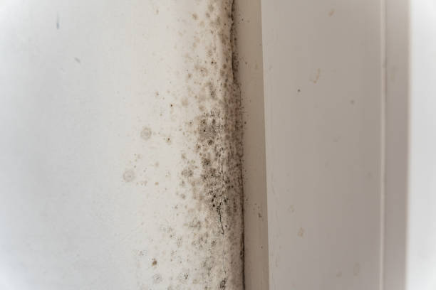 Best Post-Construction Mold Inspection  in Sylvan Springs, AL